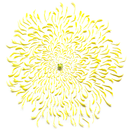 GALLERY<br />*SPRING EXPLOSION