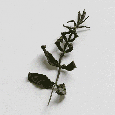 SUNDAY GIF<br />*YUNFAN TAN