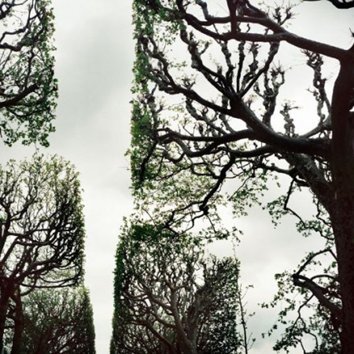 3.Amr Khadr, Trees in the Bois, 2006, Courtesy ILEX Gallery